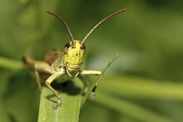 grasshopper