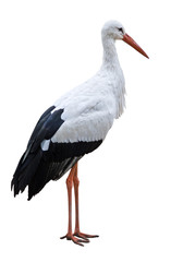 White Stork bird isolated on blank background