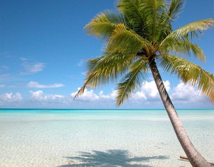 Plage et cocotier Iles Turkoises - Bahamas