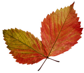 Fototapeta na wymiar two transparent autumn leaf