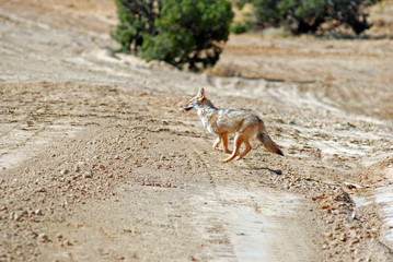 running coyote