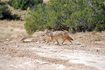 stalking coyote