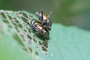 Japanese Beetles