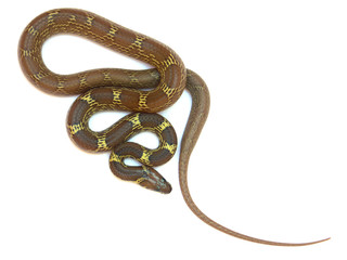 couleuvre lovée en virages 