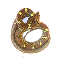 couleuvre enroulée en cordage
