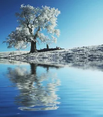 Gordijnen Alone frozen tree © Galyna Andrushko