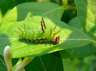 Caterpillar of Butterfly Purple 1