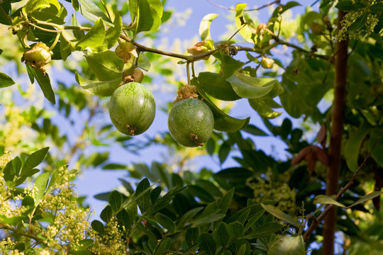 Passion Fruit