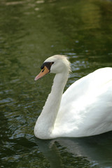 Obraz premium Swan 2