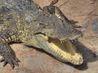 Crocodile