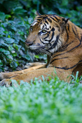 Malayan Tiger