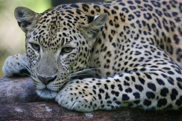 Fotobehang Leopard © Kitch Bain