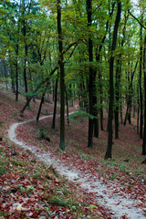 green forest