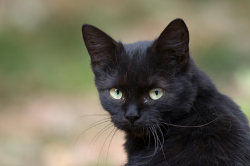 nice black cat