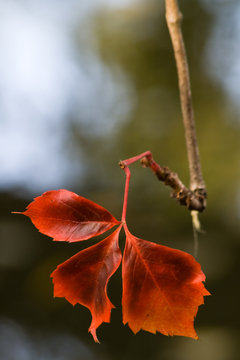 beautiful red leaf