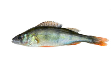 isolated small perch