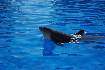 Fototapeta premium dauphin