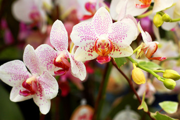 orchids white pink