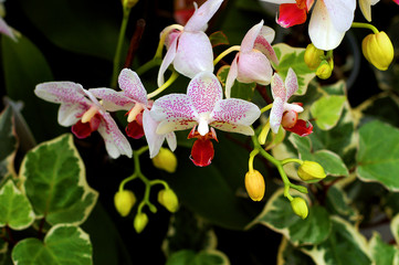 Fototapeta na wymiar white orchids with green leafs