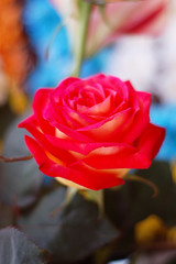 red rose with blured background
