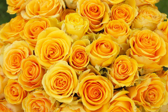 Fototapeta backdrop of beautiful yellow  roses