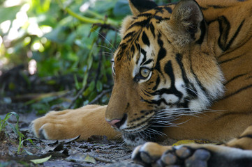Malayan Tiger