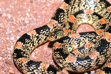 Rhinocheilus lecontei