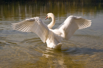 Spread wings