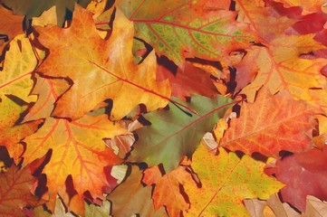 Leaves