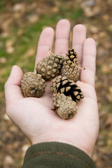 pine cones in hand