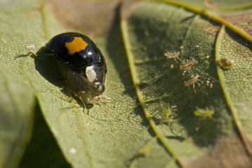 Kampf den Blattläusen