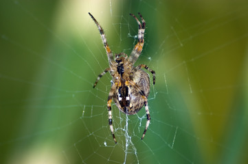Kreuzspinne