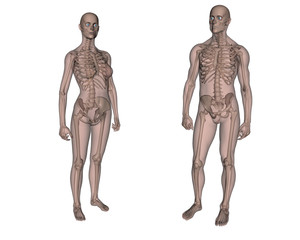 Anatomia. Scheletro maschile e femminile