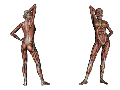 Anatomia