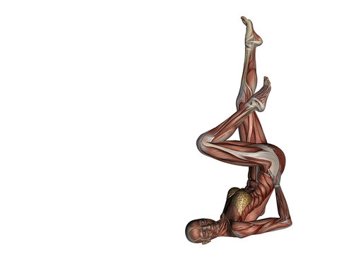 Anatomia