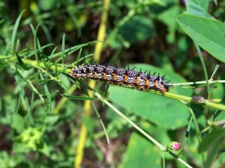 prickly caterpillar