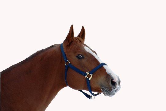 623 Best Cheval Fond Blanc Images Stock Photos Vectors Adobe Stock 623 Best Cheval Fond Blanc Images Stock Photos Vectors Adobe Stock