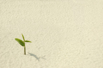 Single Plant Sprouting from a Sea of Sand