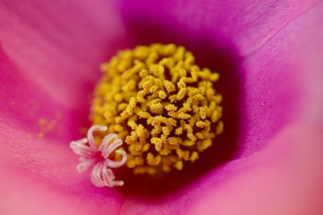 fiore rosa macro