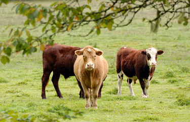 Fototapeta premium Cows at the farm