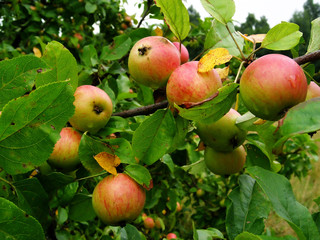 apple garden