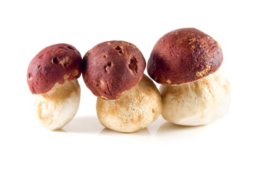 boletus