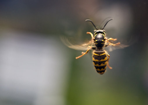 Wasp