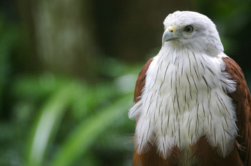 Brahminy Kite