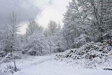 Fototapeta premium Snow Park