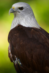 Brahminy Kite