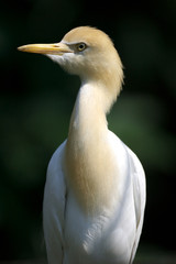 Cattle Egret