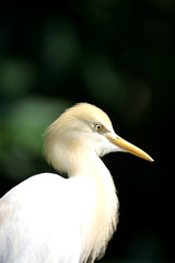 Cattle Egret