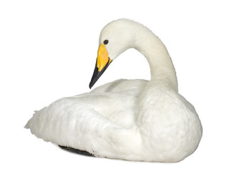 Mute Swan - Cygnus olor