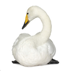 Mute Swan - Cygnus olor